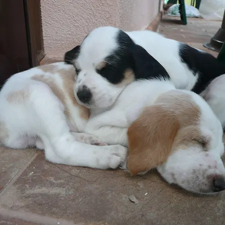 Il Corniolo Farm stay *