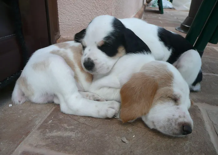 Il Corniolo Alloggio per agriturismo *